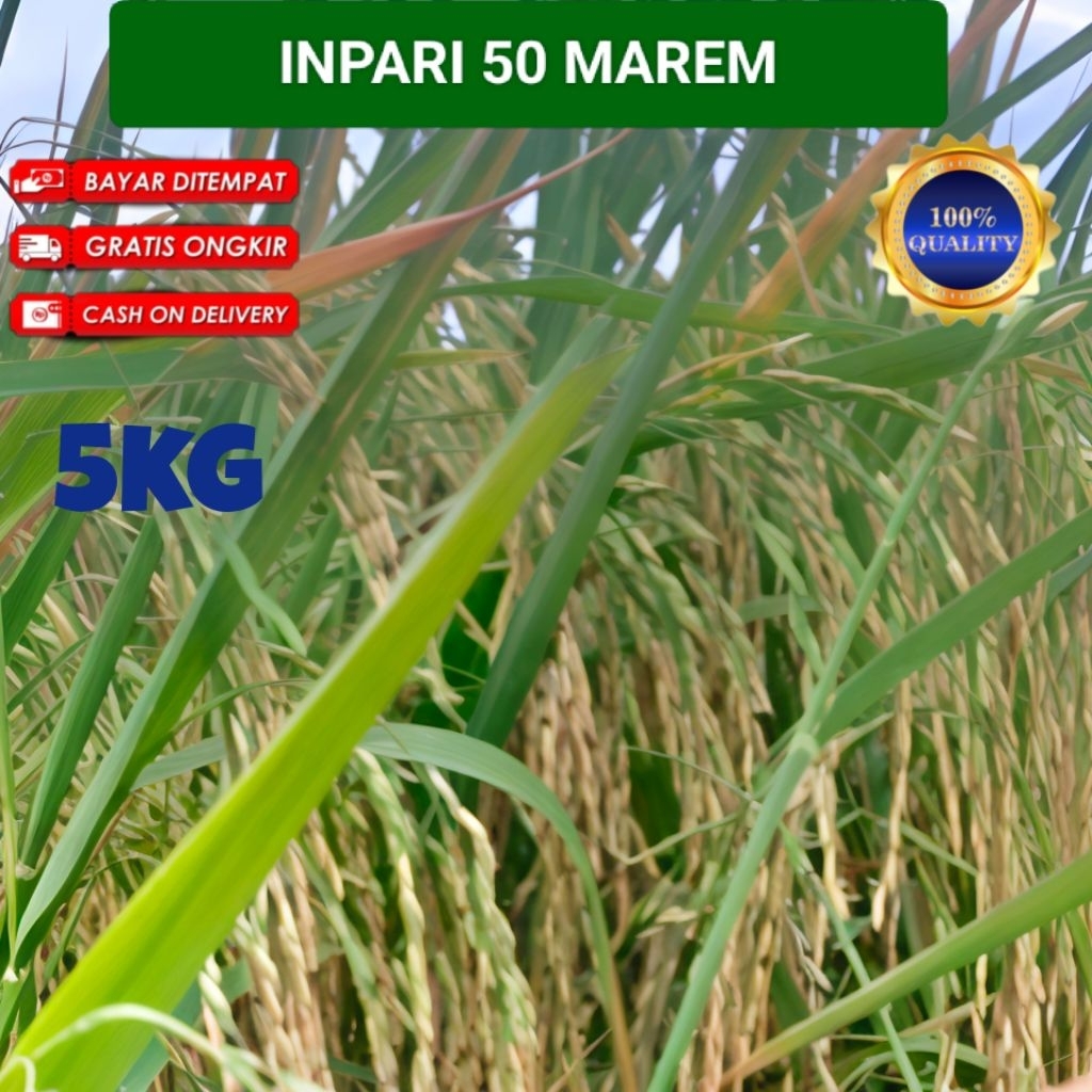 BENIH BIBIT PADI INPARI 50 MAREM KEMASAN 5KG