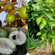 BIBIT BUAH KENITU / BIBIT APEL SUSU / SAWO DURIAN / BIBIT BUAH LANGKA