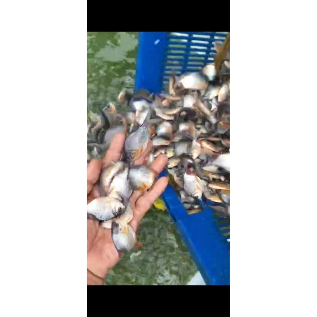 bibit ikan bawal 2jari