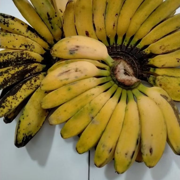 PISANG KEPOK 1 SISIR
