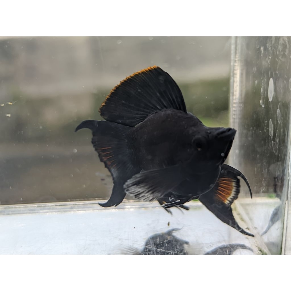 black sailfin molly balon lyretail aksesoris aquarium
