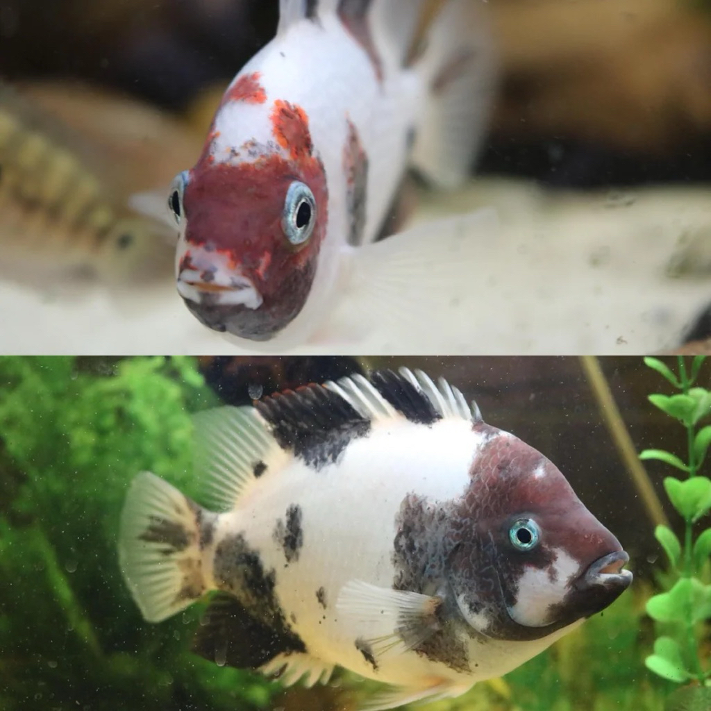 Vieja Fenestratus Marble Sortir