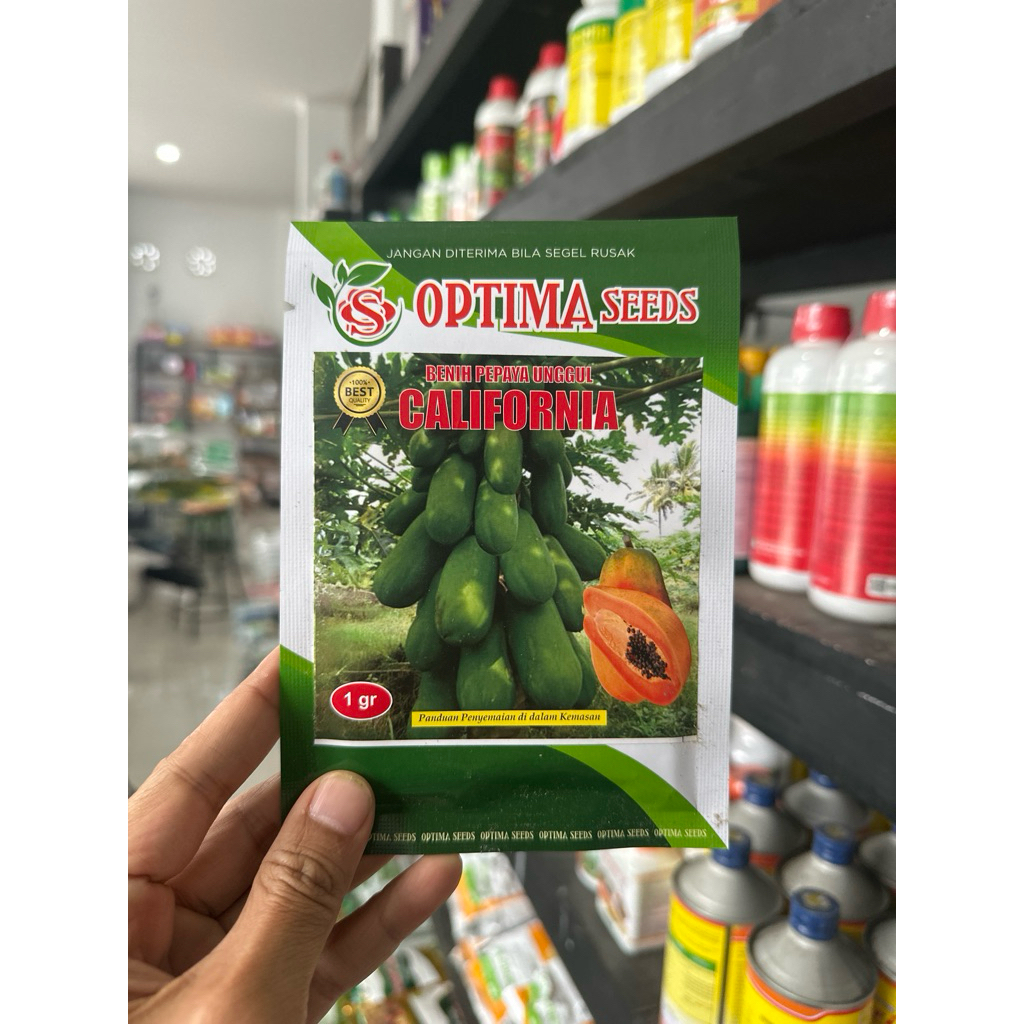 Benih Pepaya Kalifornia