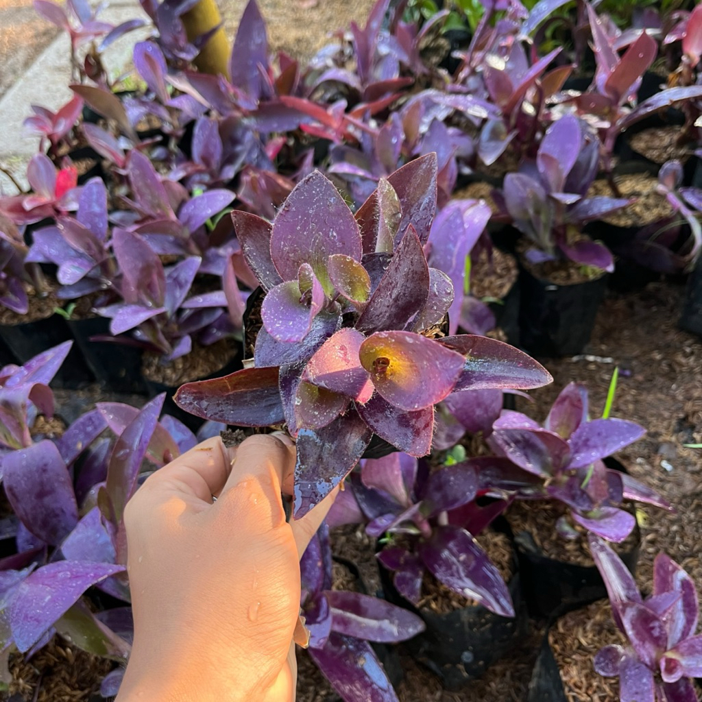 TANAMAN HIAS ADAM HAWA UNGU || ADAM HAWA UNGU