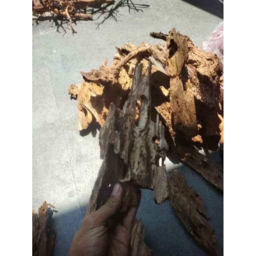 kayu rentek,kayu dekorasi aquarium