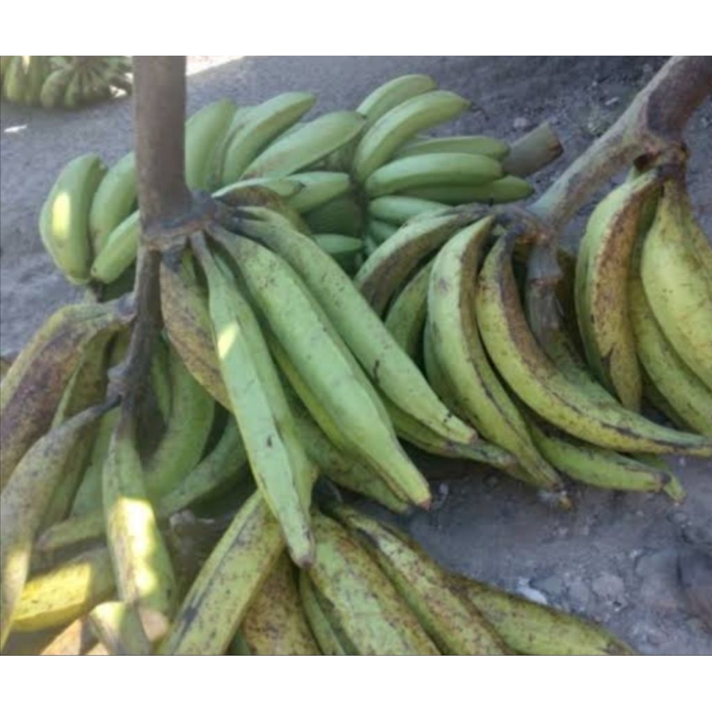 Pisang tanduk mentah asli Lampung 1 kg