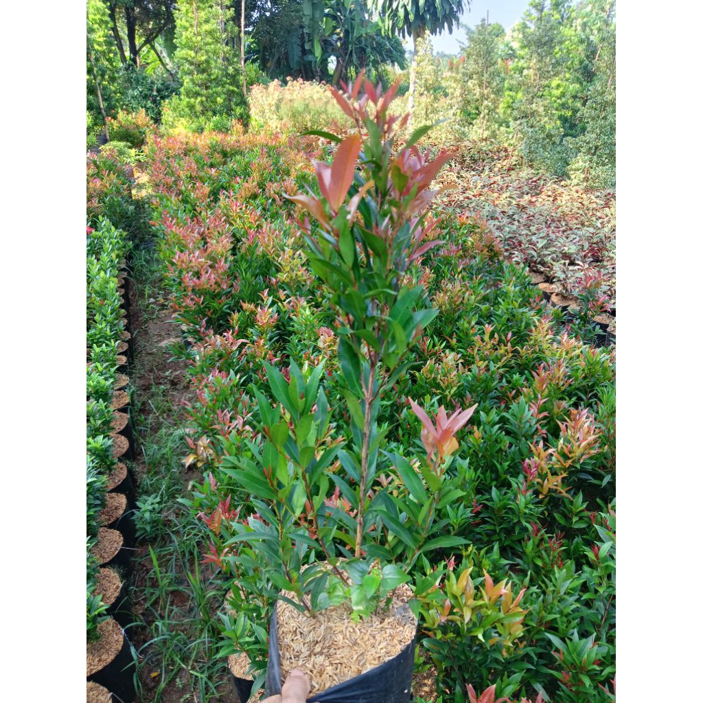 Terlaris Pucuk merah tinggi 50 cm rimbun