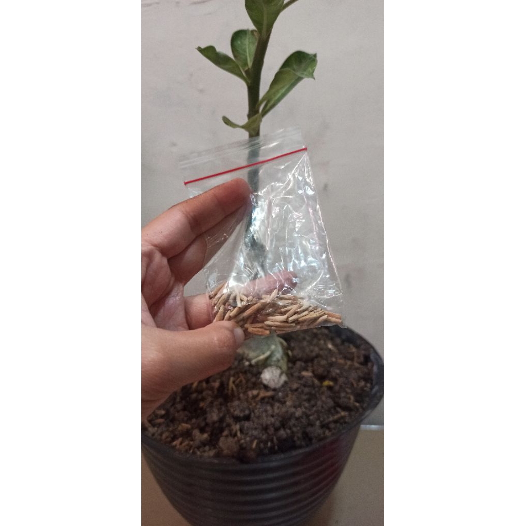 10 Biji Adenium Obesum Mix Colour TERMURAH