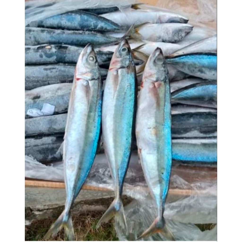 IKAN LAYANG  JUMBO  BEKU KAPAL/ 1 KG