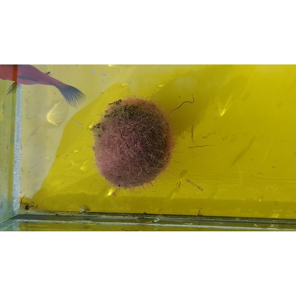 casut cacing sutra pakan hidup untuk ikan hias