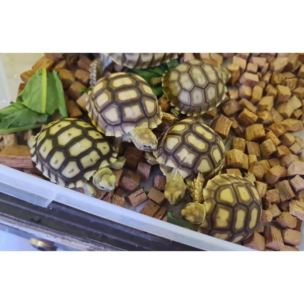 Pelet sulcata / sulcata tortoise / sulcata baby 5-6cm