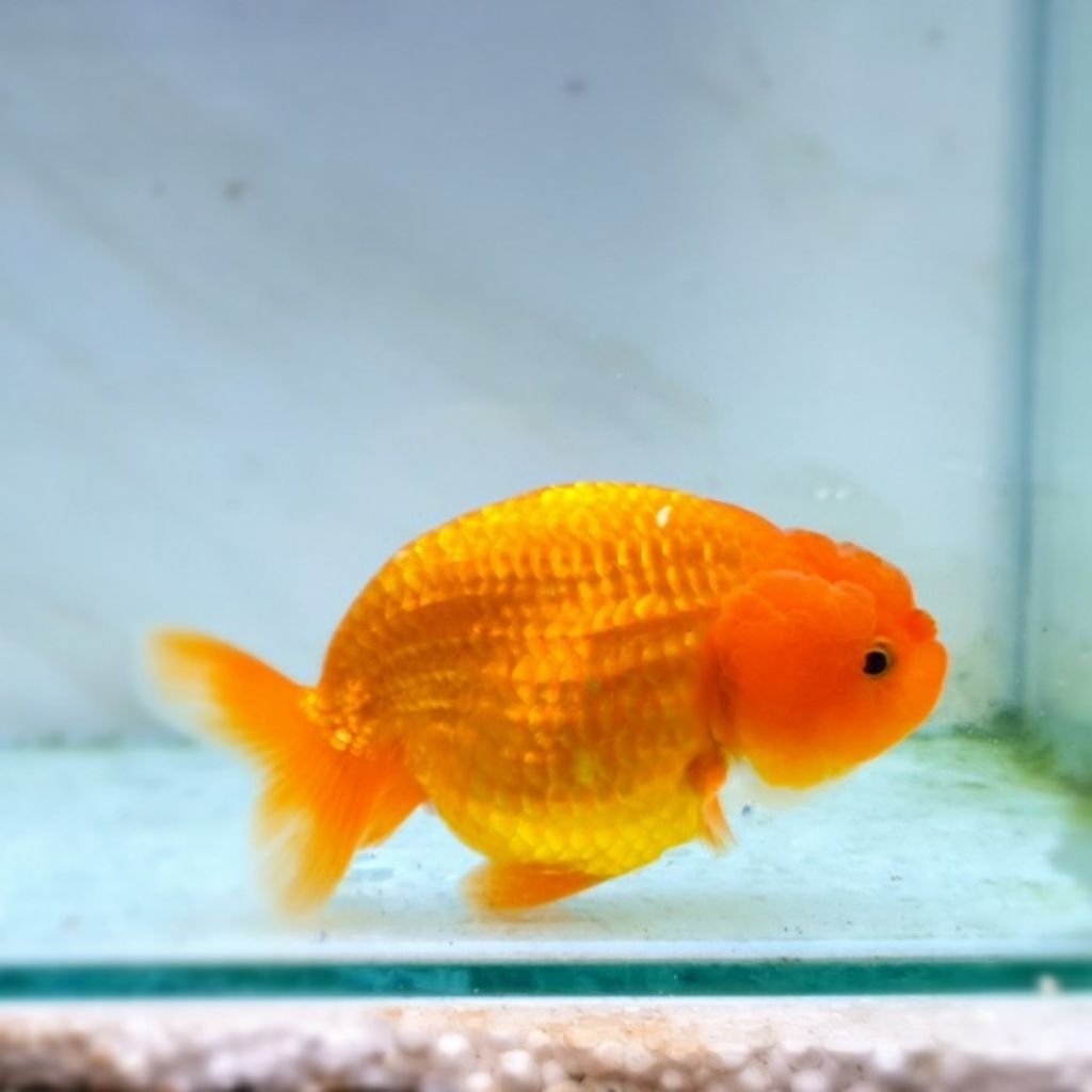 ikan hias koki goldfish ranchu sunkist size S