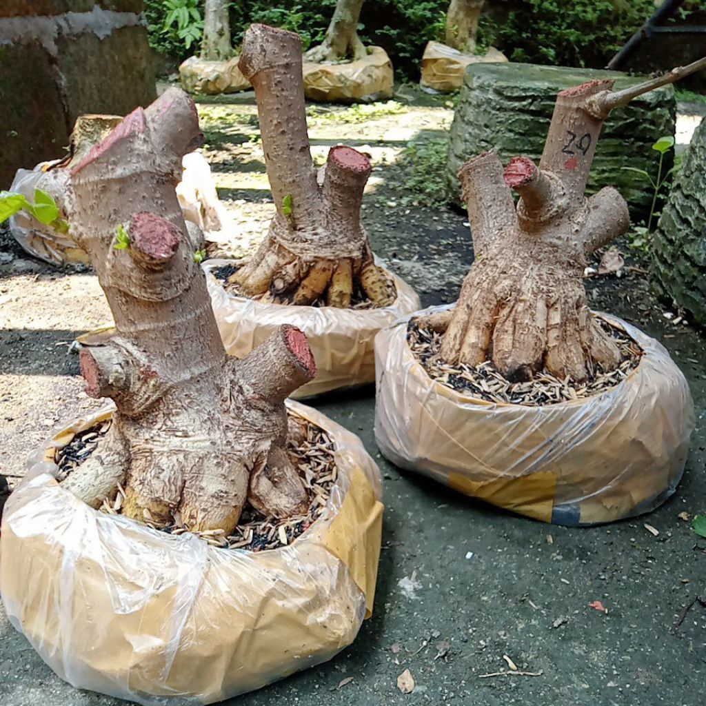 bahan bonsai waru  small,prokar ekonomis