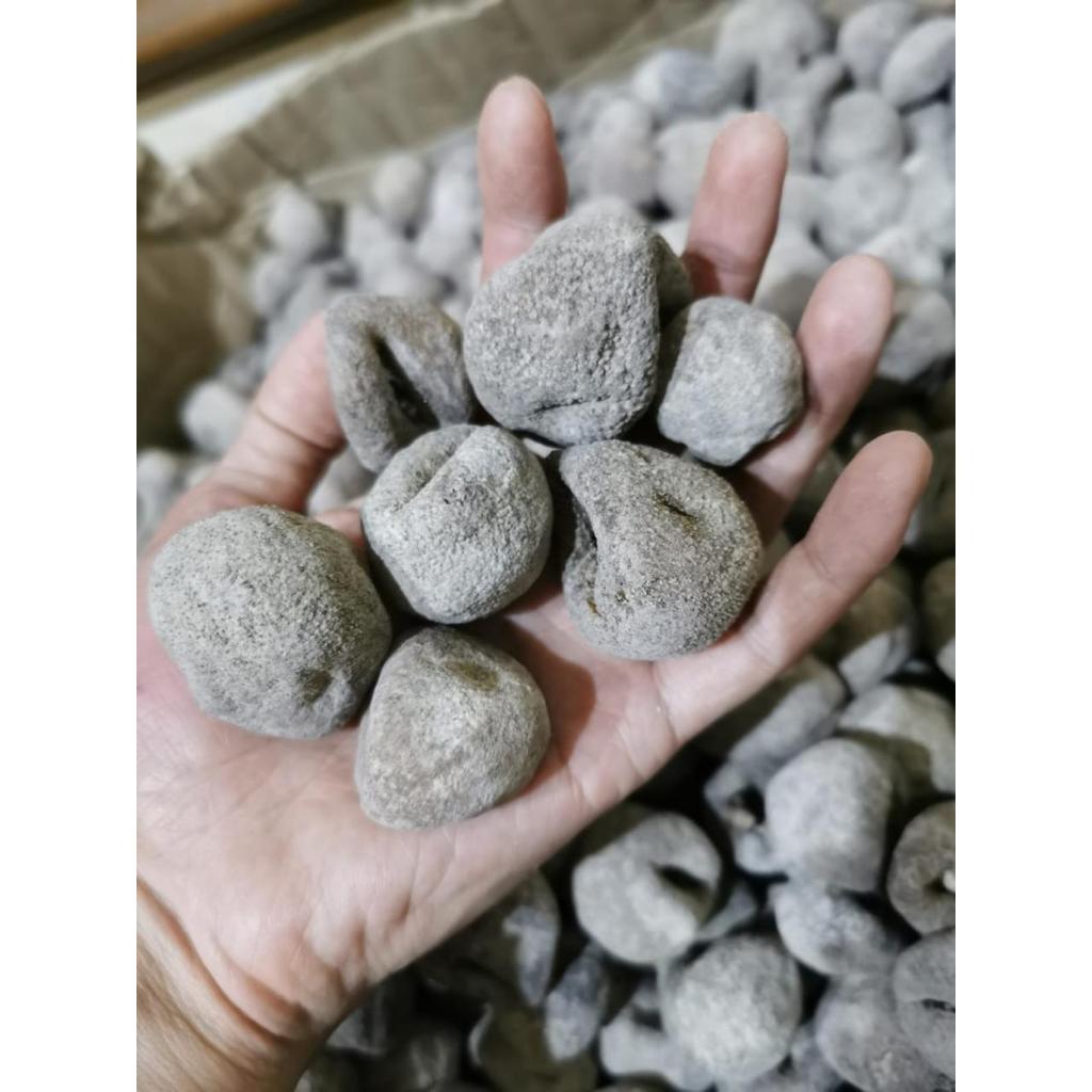 Haisom bola haisen hisom teripang tripang