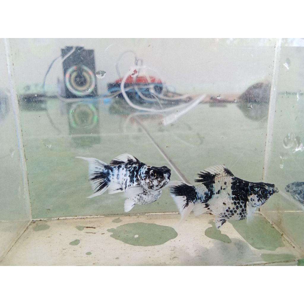 molly zebra line Philipina