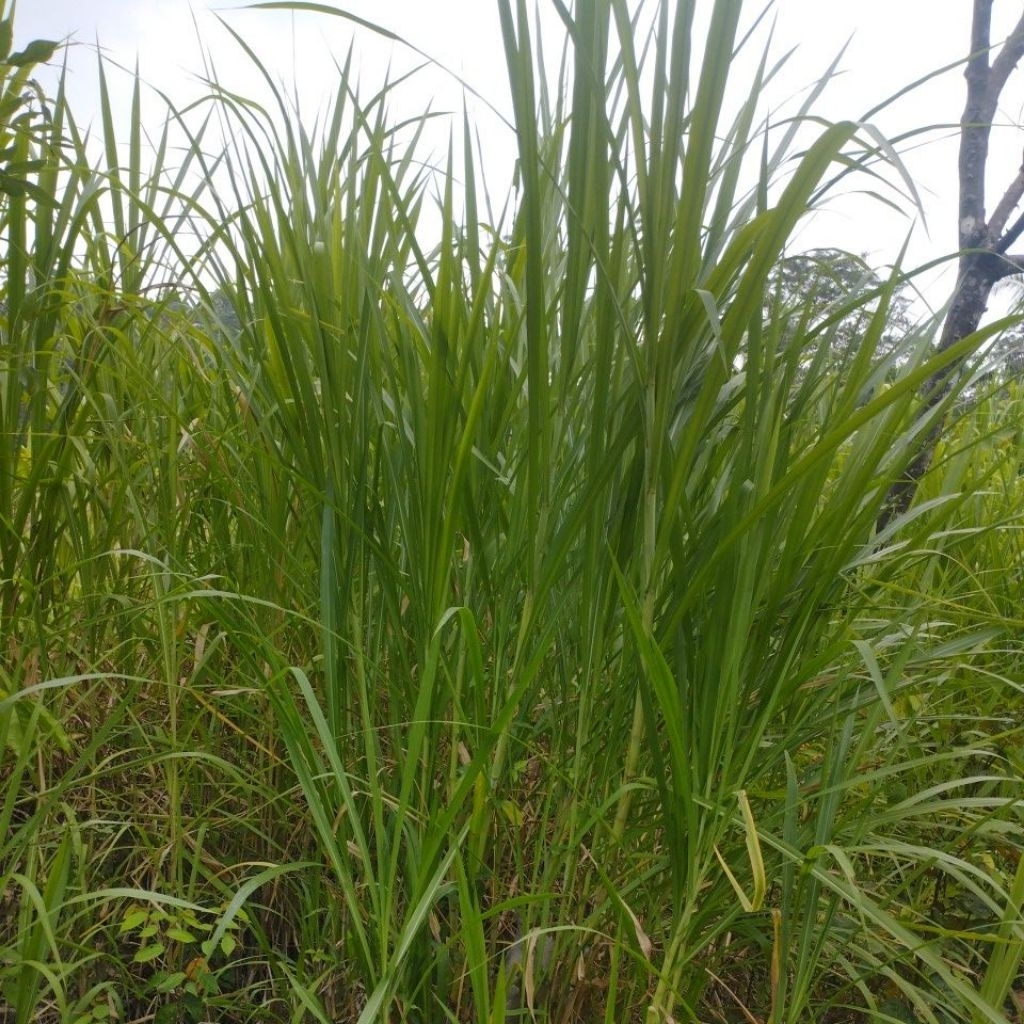 bibit gelagah /rumput gajah pakan ternak