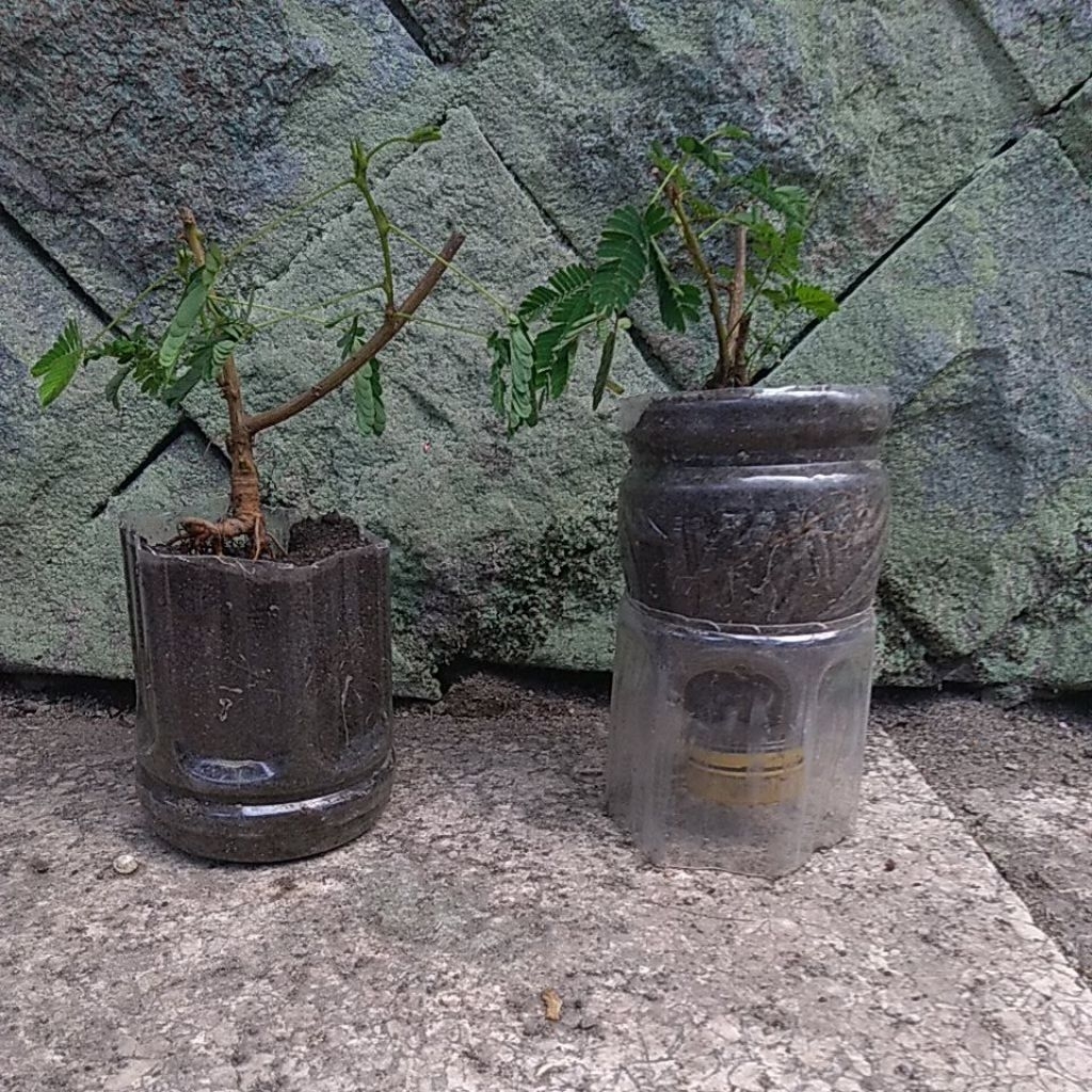 bahan bonsai putri malu