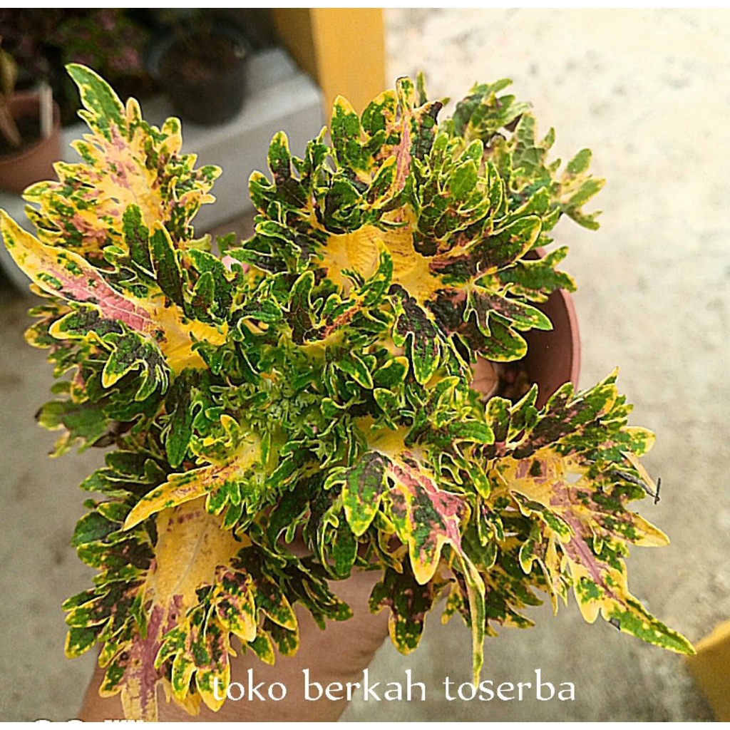 Miana bigbeng//miana sultan//coleus//jawer kotok//