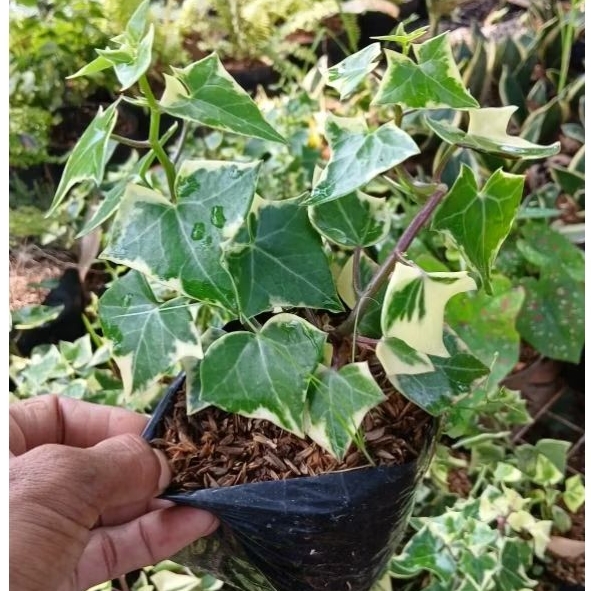 Tanaman hias english ivy//bibit tanaman english ivy