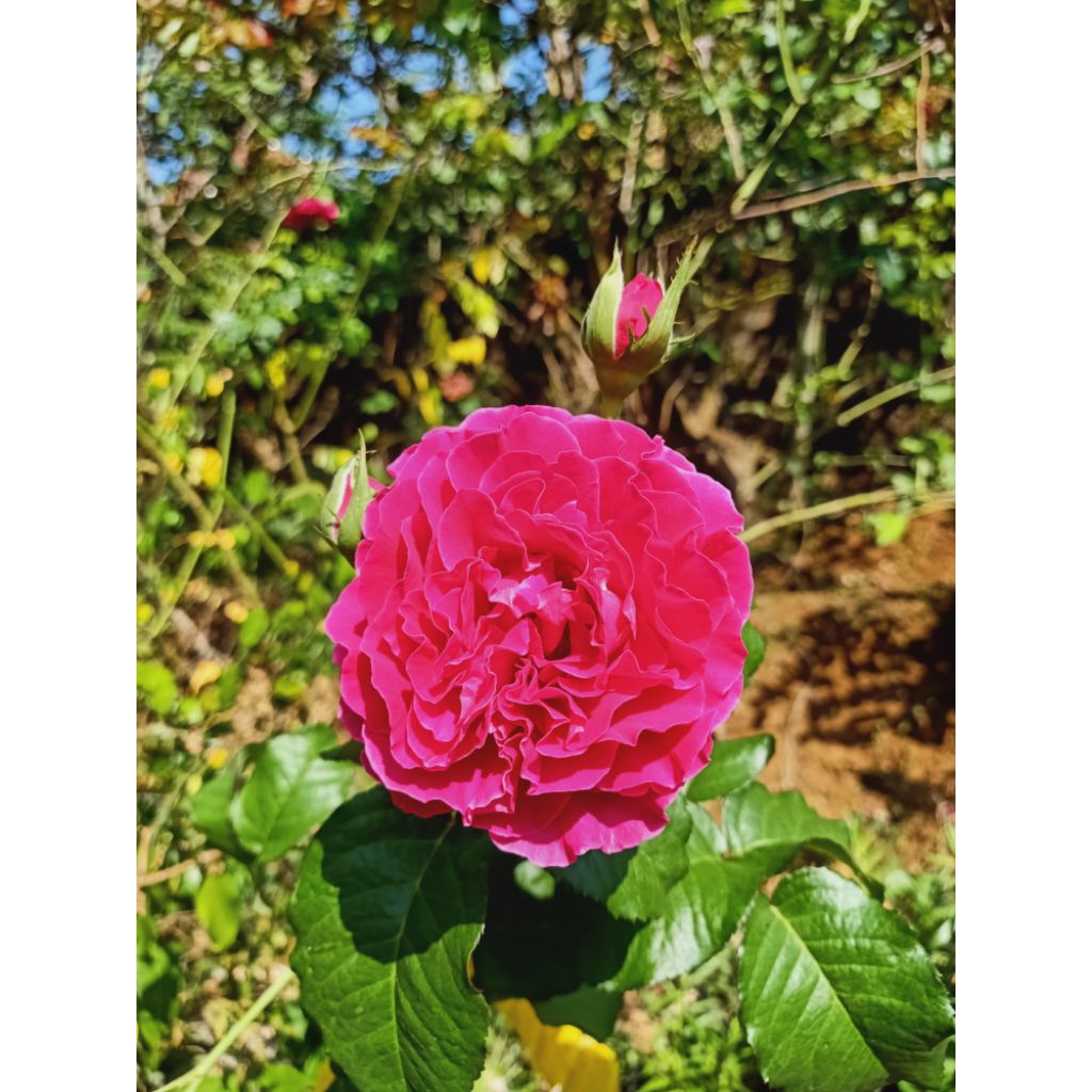 Bibit Bunga Mawar Besar