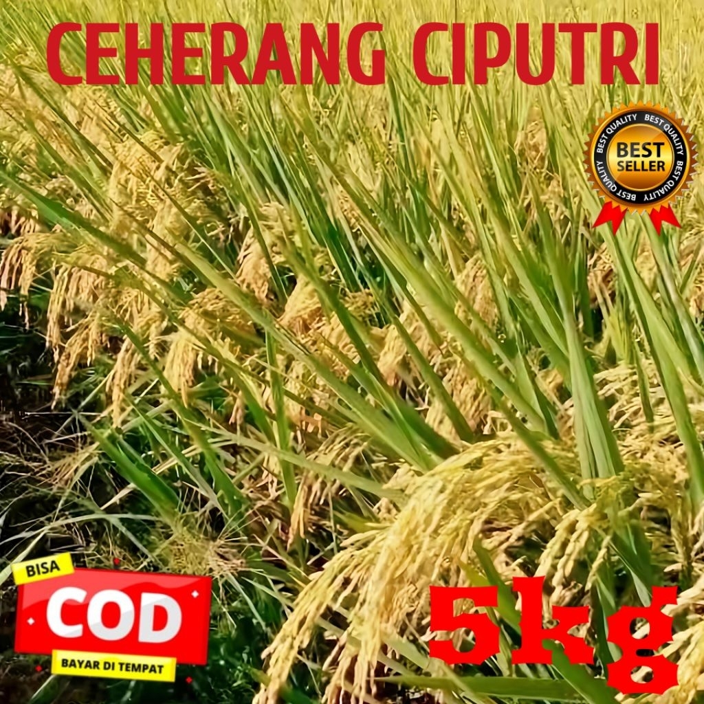 BIBIT BENIH PADI CIHERANG CIPUTRI BERKUALITAS KEMASAN 5KG