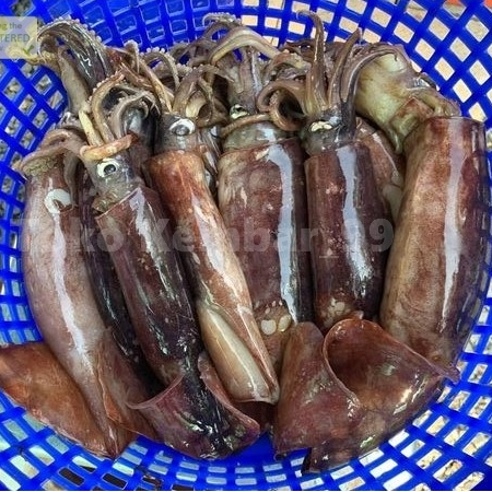 Cumi Kondom Segar Cumi Kondom 1Kg Cumi Tube Cumi Basah Cumi Segar