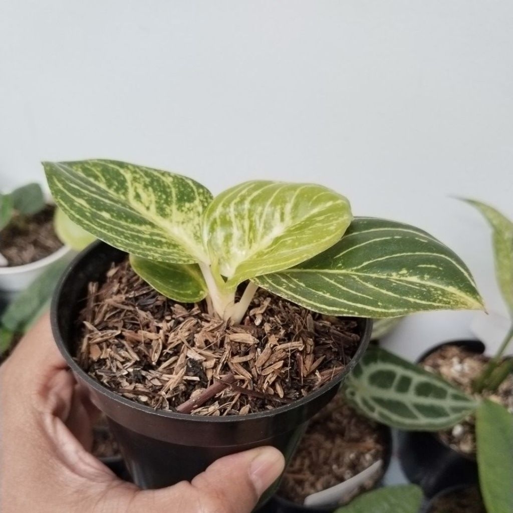 Aglaonema Asri Putih anakan