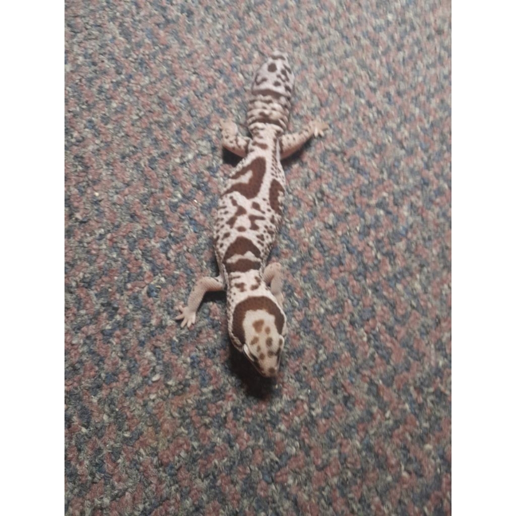 leopard gecko afrikan fat tail AFT female motif keren bisa berjalan