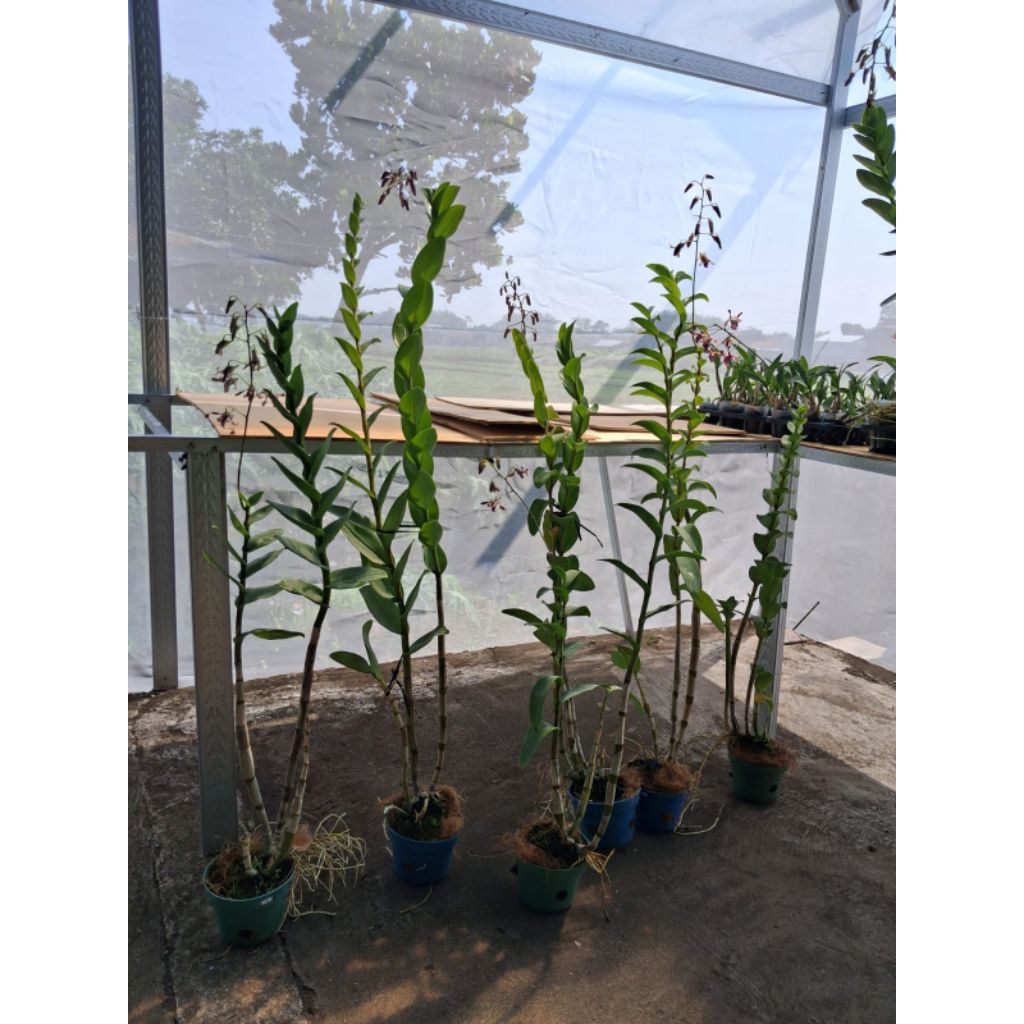 Anggrek Dendrobium Kriting Capung