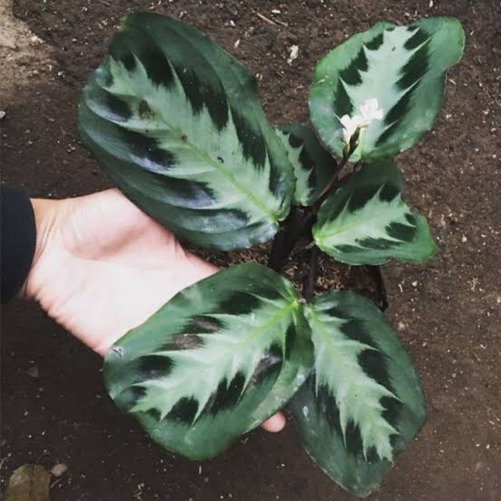 calathea Cristata