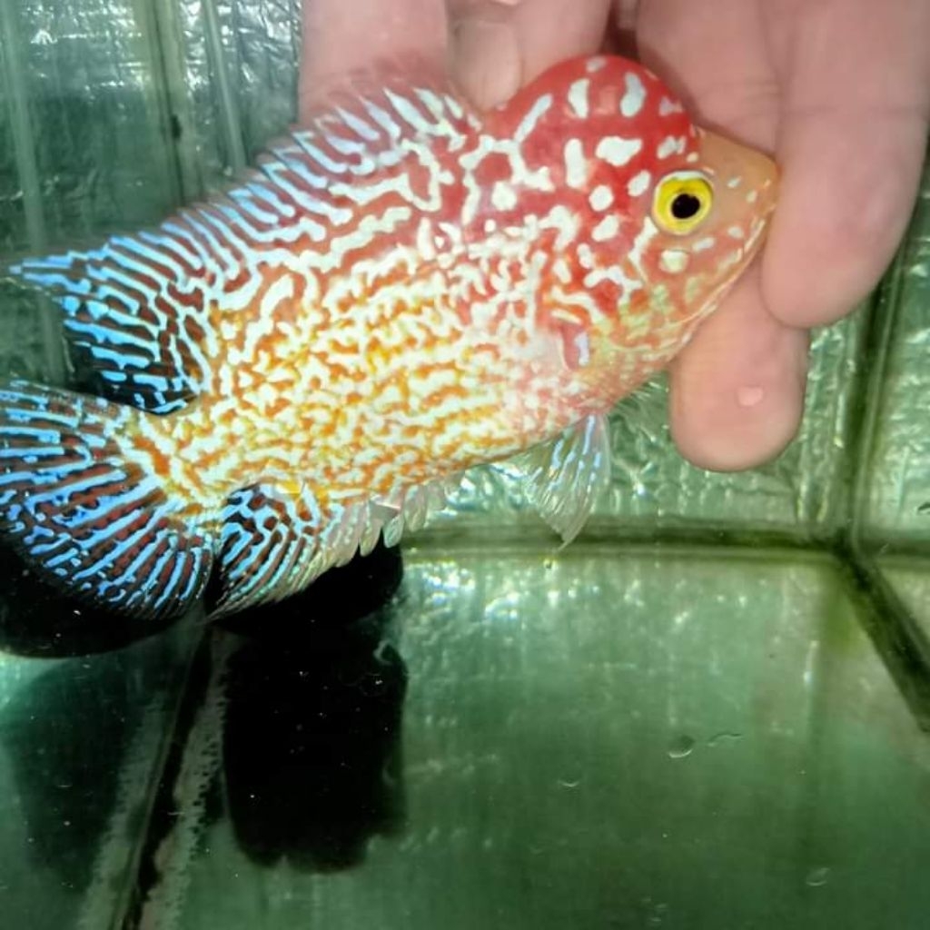 hiasan akuarium louhan gb golden base kamfa thailand ukuran kurang lebih 4 cm