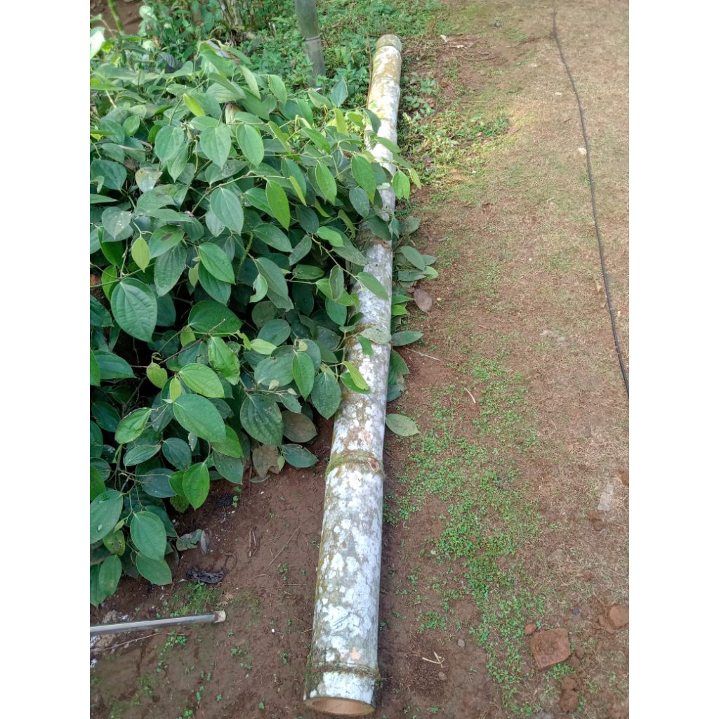 Bambu petung bulat utuh panjang 2 meter dan 3 meter ketebalan 2cm up Bahan arku layangan Ade Adek Se