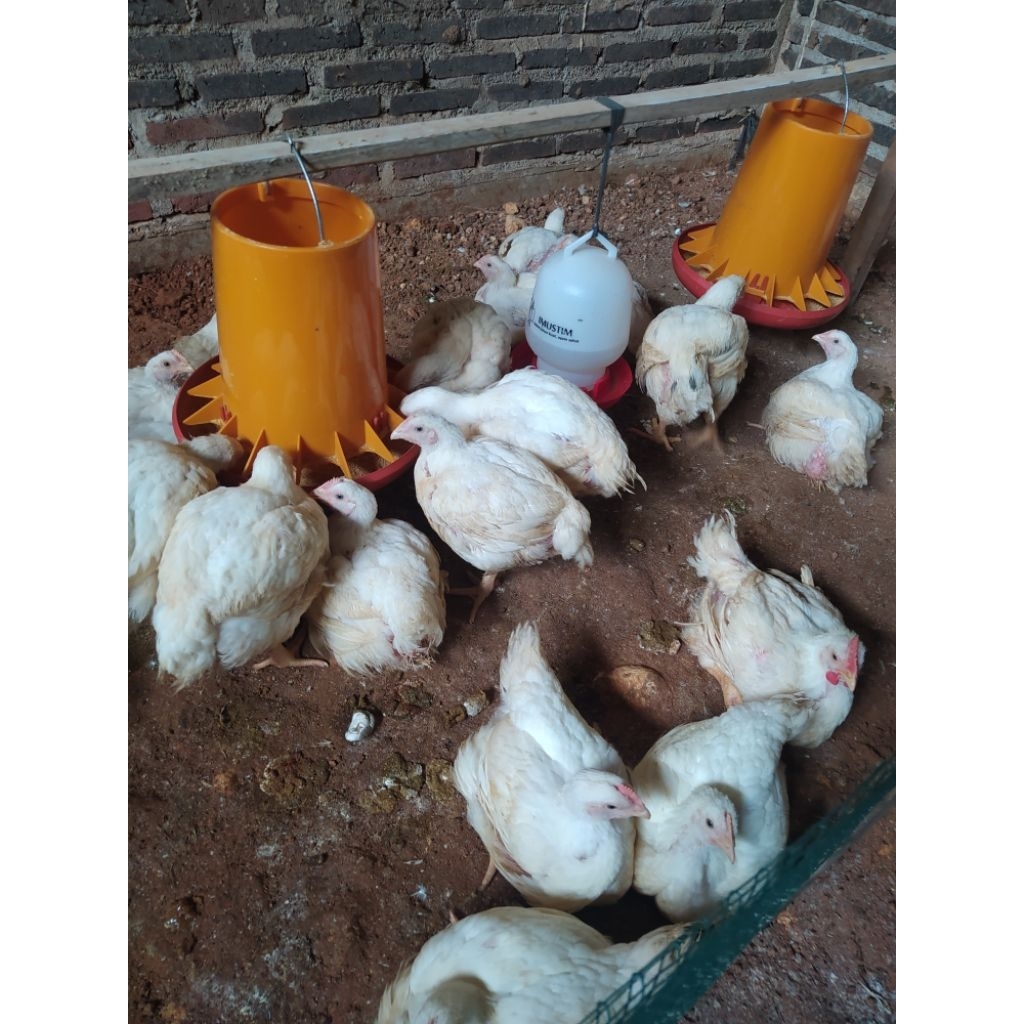 Ayam potong hidup berat 2kg