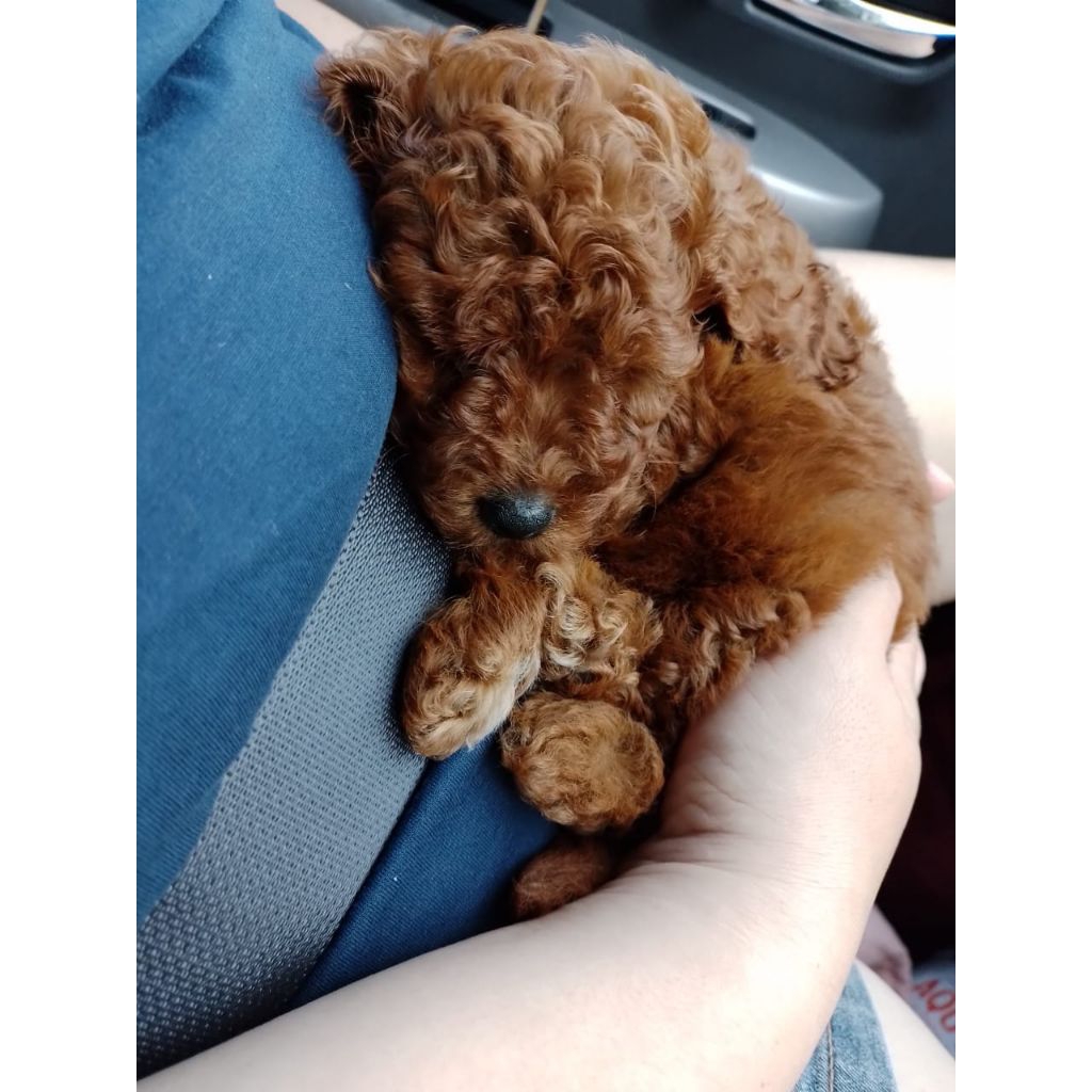 Anakan Anjing Mini Toy Poodle pudel