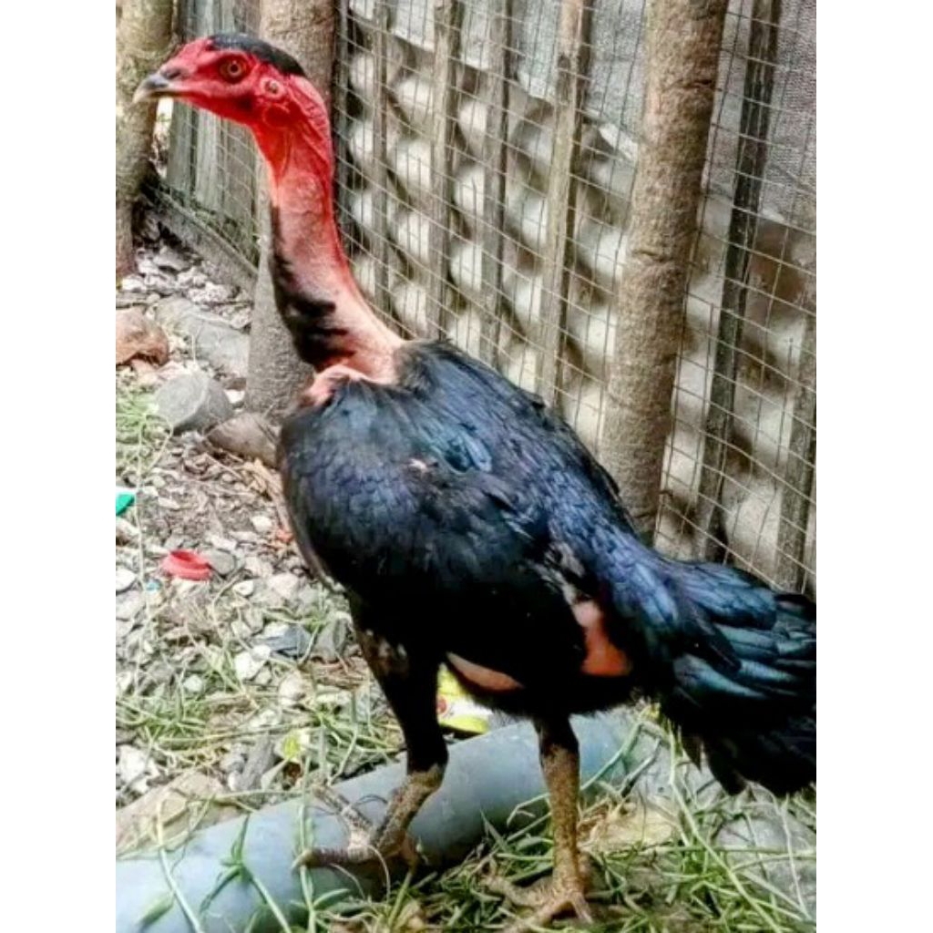 Ayam saigon Biang babon udah bertelur