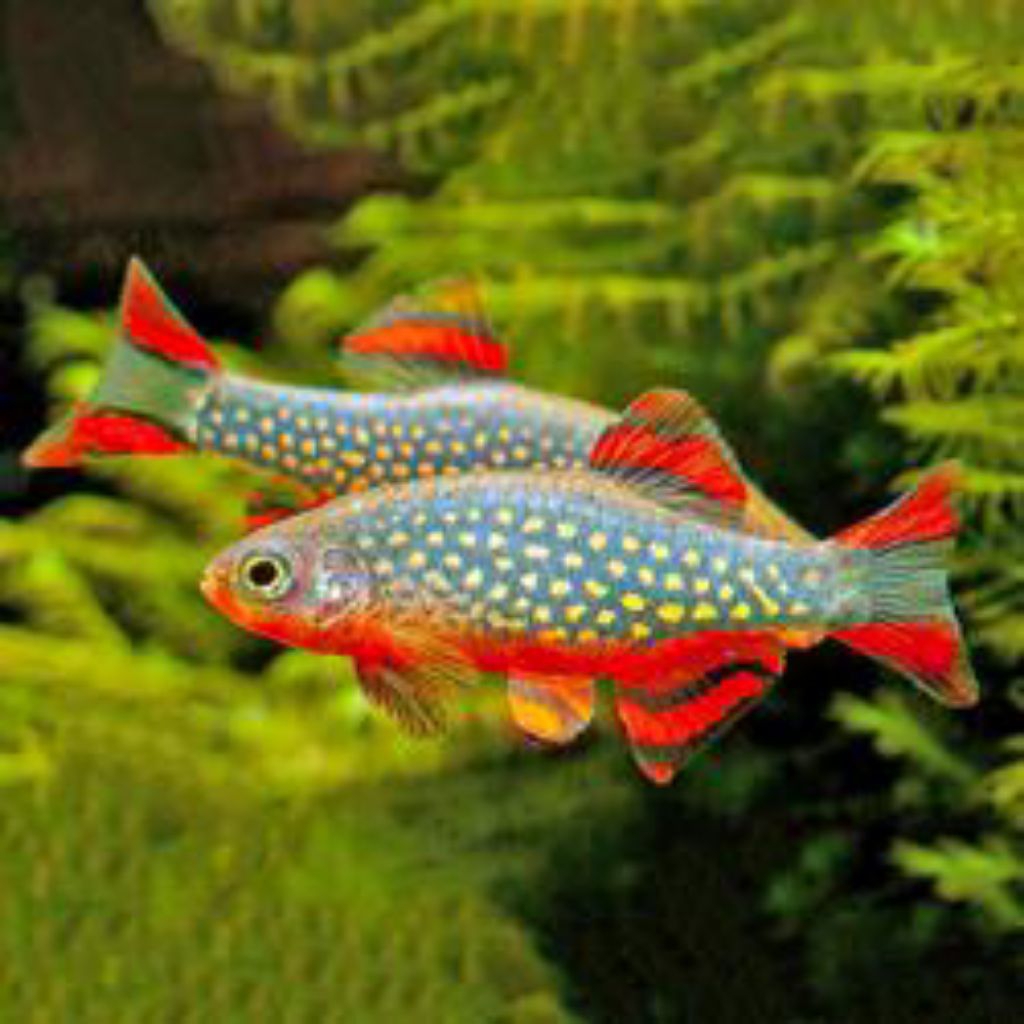 RASBORA GALAXY SIZE INDUKAN