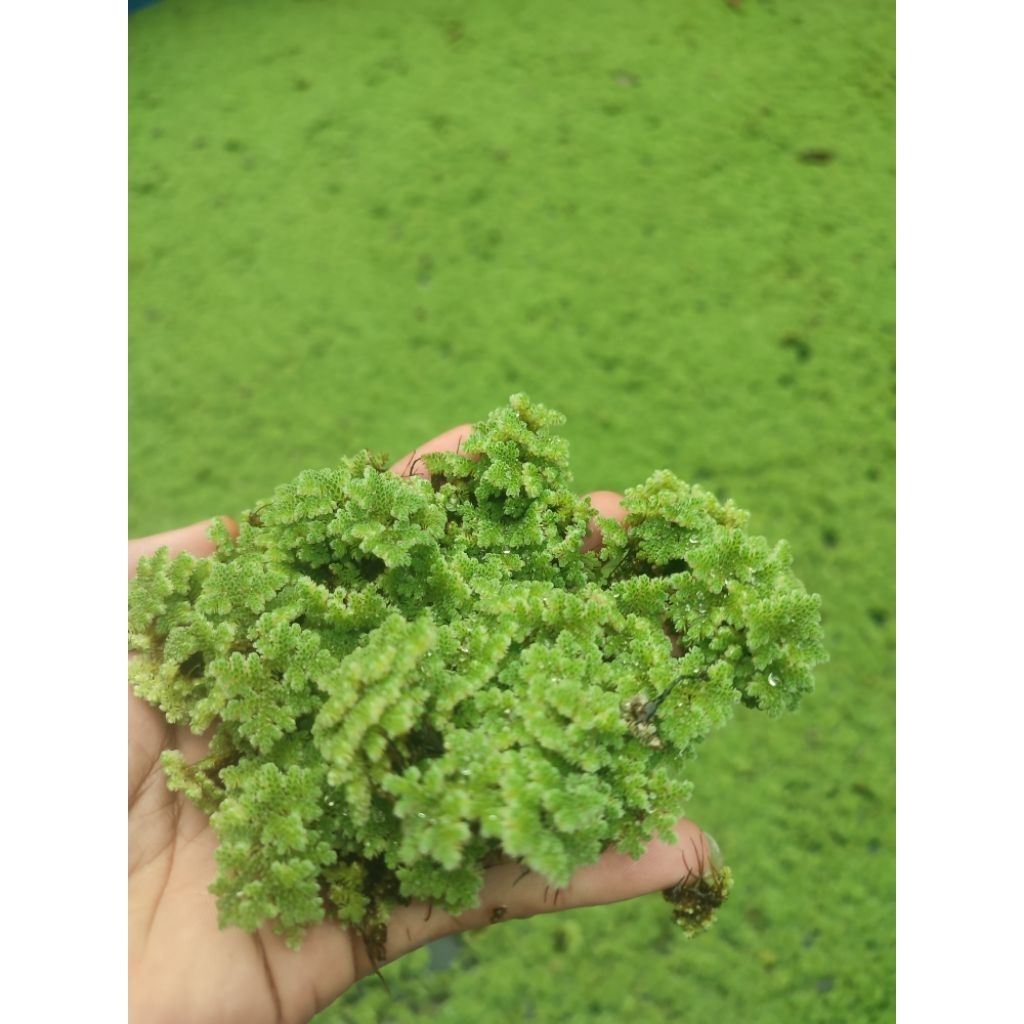 AZOLLA MICROPHYLLA