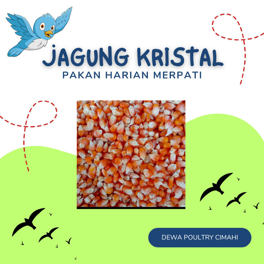 JAGUNG PROBOLINGGO KRISTAL KEMASAN 1KG