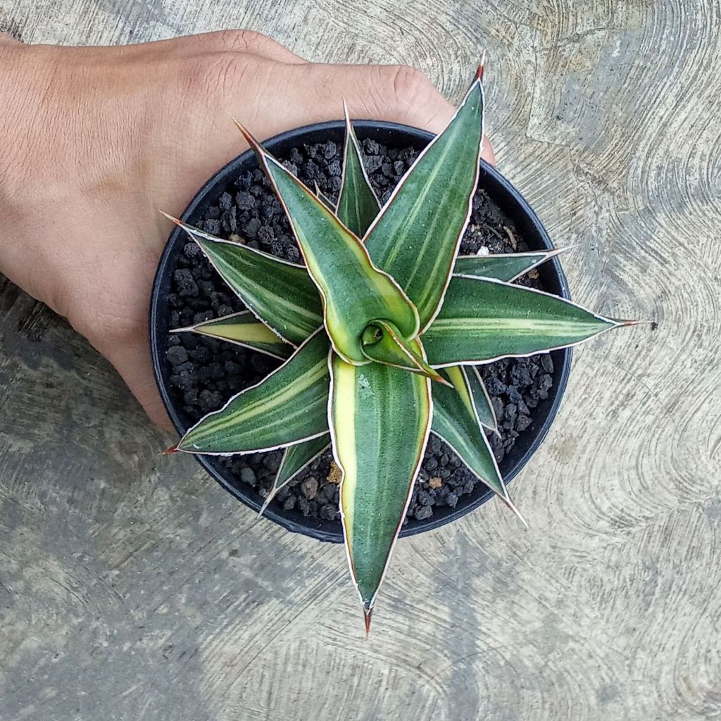 lavranos 23251 varigata