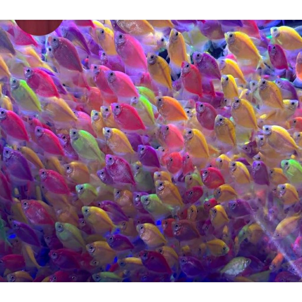 Ikan glofish/ikan hias akuarium