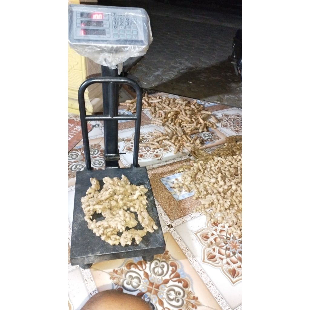 JAHE EMPRIT REMPANG TUA² 1KG