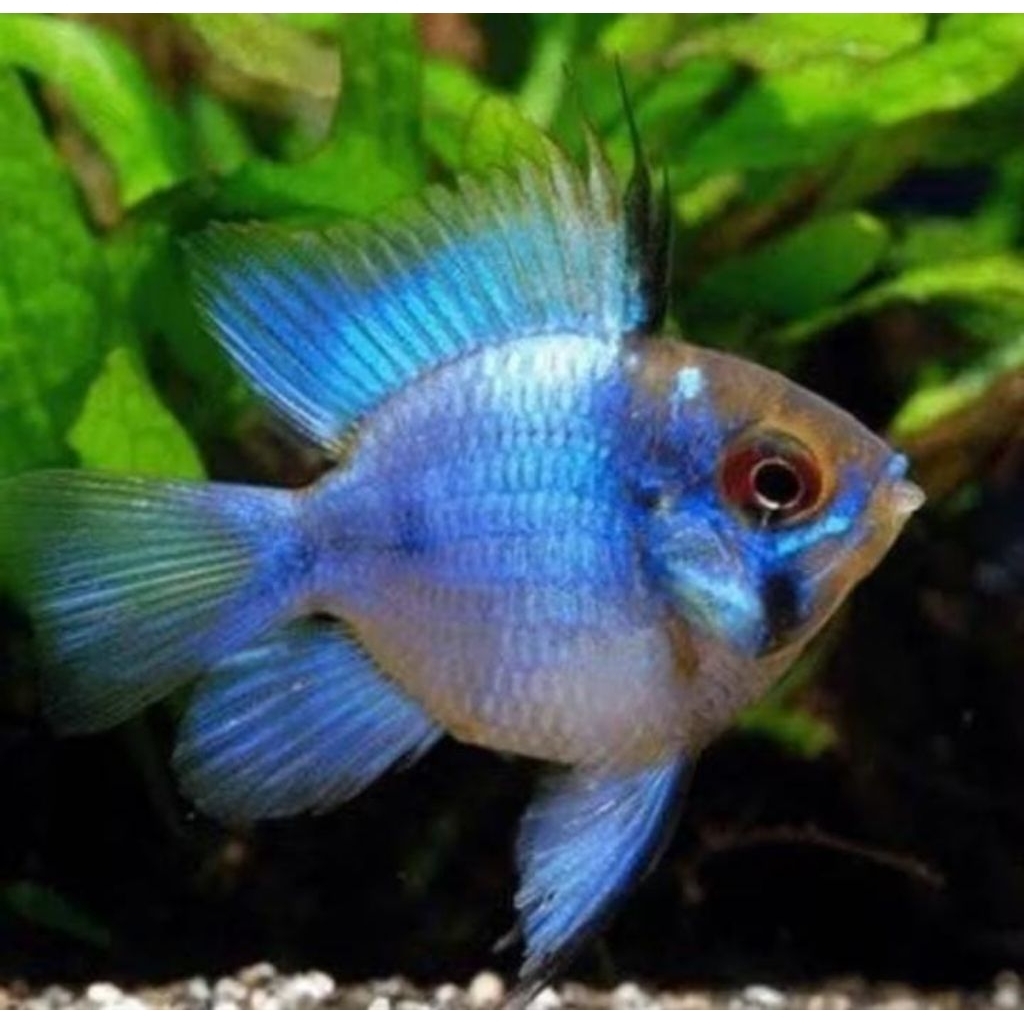 ikan hias blue elektik balon slayer