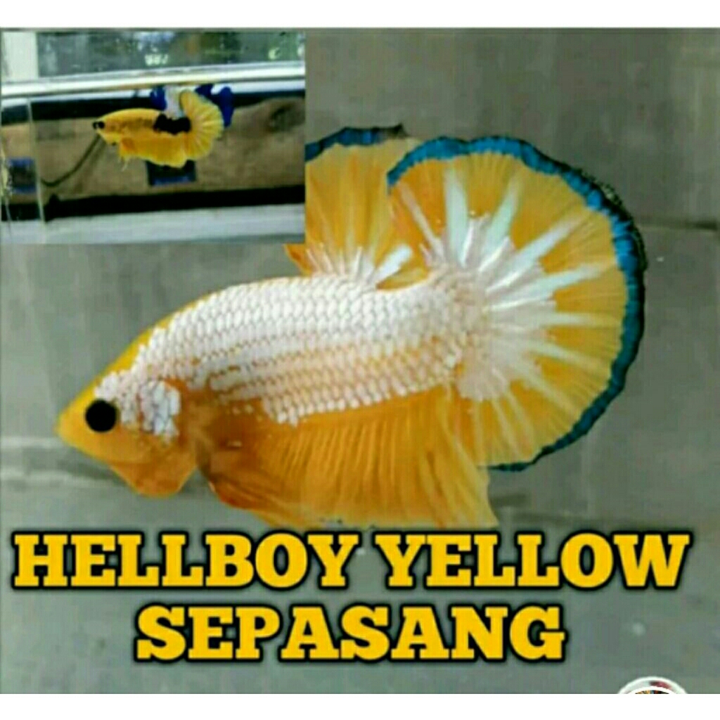 sepasang plakat yellow hellboy usia dewasa siap bred betina full telur kualitas bagus