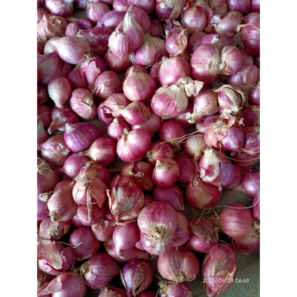 bawang merah 1kg