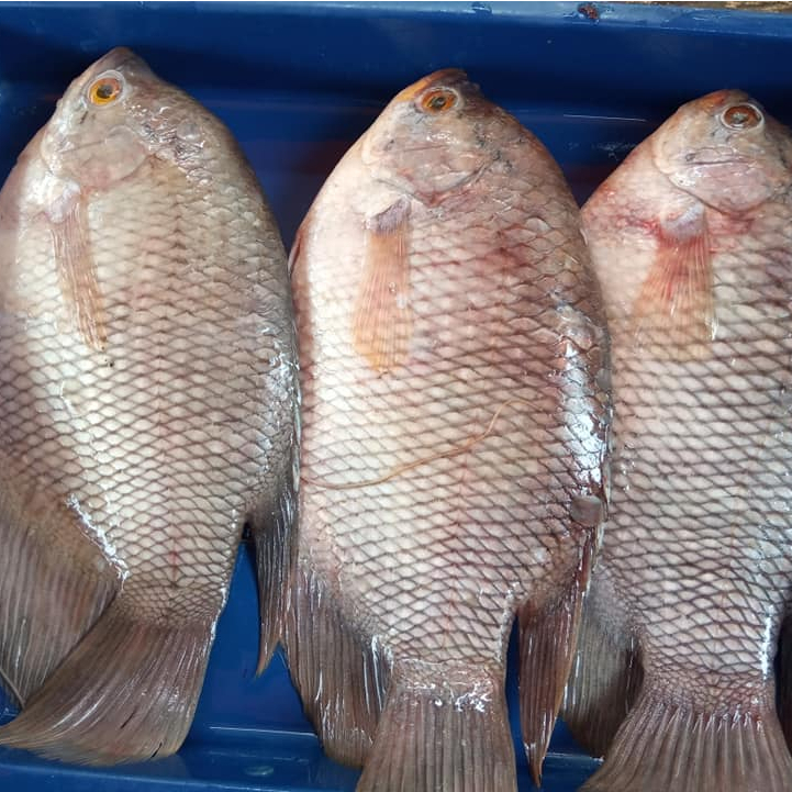 Ikan Gurame 1Kg Ikan Gurame Segar
