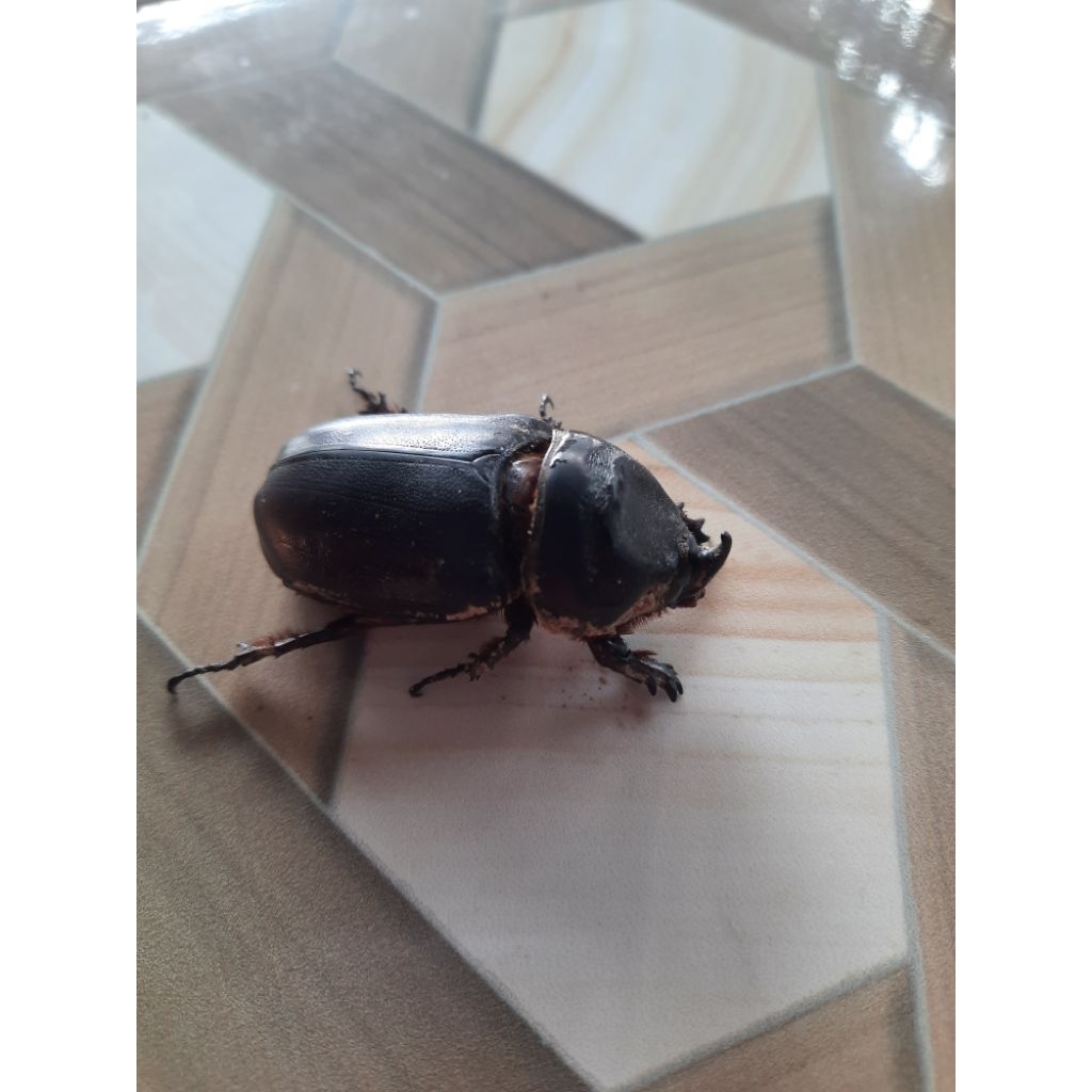 Kumbang Badak jantan/ Kumbang Tanduk/ Oryctes rhinoceros