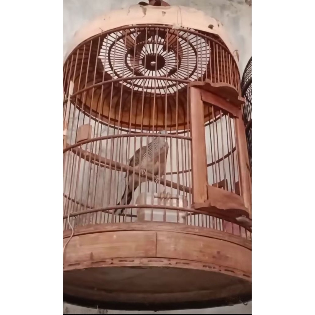 Burung perkutut bangkok