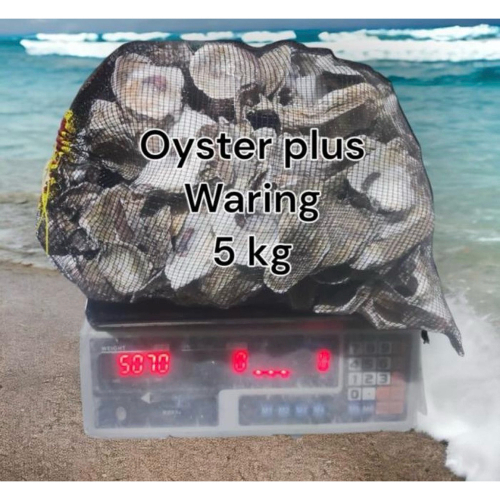 Oyster 5 kg plus waring / oyster 5kg / oyster / media filter / kerang oyster / media filter koi / fi