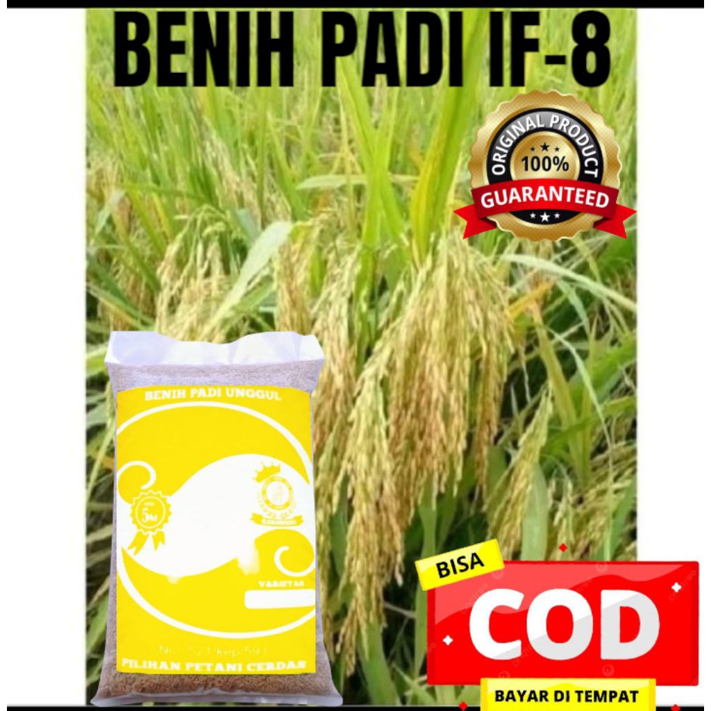 BENIH BIBIT PADI ASLI IF-8 SUPER UNGGUL KEMASAN 5KG