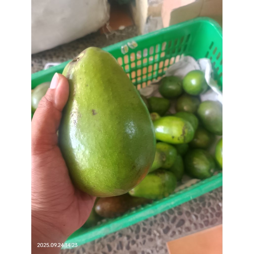 Alpukat Super || Alpukat Mentega